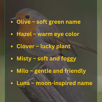 200+ Names for Robins with Meanings and Fun Ideas 2 Good Names For Robins