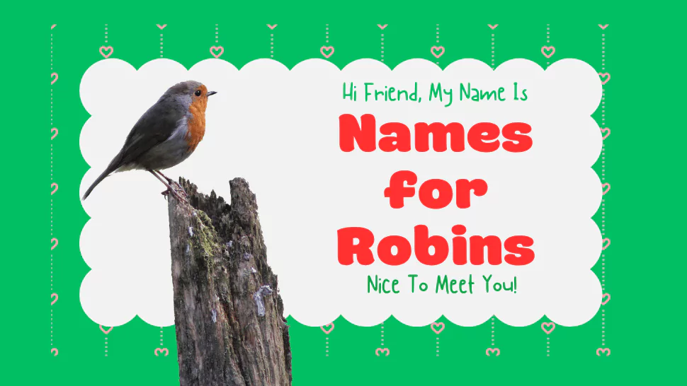 Names for Robins